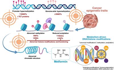 Frontiers | Metformin: Targeting The Metabolo-Epigenetic Link In Cancer ...